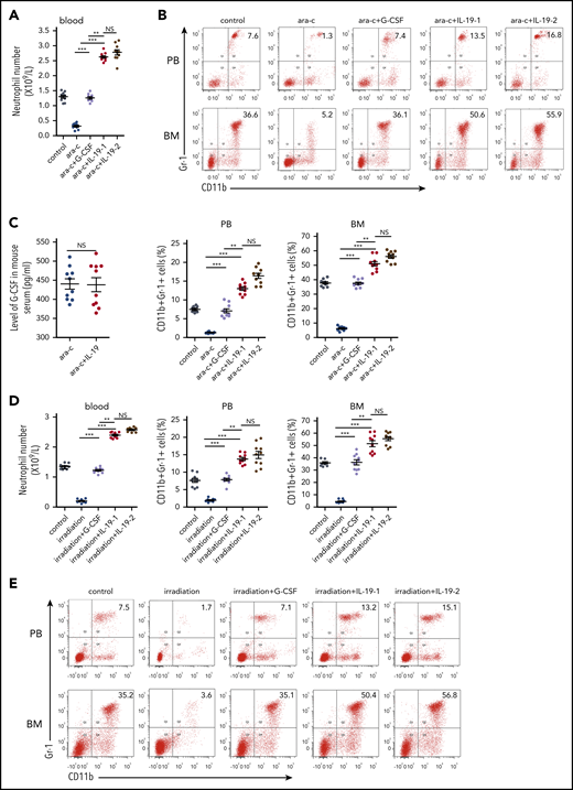 IL-19 prevented chemotherapy- and irradiation-induced neutropenia. (A) Two-month-old C57BL/6 male mice were injected with cytarabine (100 mg/kg per day) followed by twice-daily injection of IL-19-1 (25 µg/kg), IL-19-2 (50 µg/kg), or G-CSF (100 µg/kg) from approximately 24 hours after cytarabine injection; mice were euthanized on day 9. The total number of neutrophils in PB was detected (mean ± SD; n = 10). (B) FACS analysis of BM and PB CD11b+Gr-1+ neutrophils in treated mice (mean ± SD; n = 10). (C) Level of G-CSF in serum of C57BL/6 mice (half male and half female) was detected by ELISA (mean ± SD; n = 10). (D) Two-month-old C57BL/6 male mice received 15 exposures of 0.3 Gy per day whole-body irradiation from day 1 to day 15 to induce neutropenia. Mice received injections of IL-19-1 (25 µg/kg), IL-19-2 (50 µg/kg), and G-CSF (100 µg/kg per day) from ∼24 hours after irradiation and were euthanized on day 16. The total number of neutrophils in the PB was detected (mean ± SD; n = 10). (E) FACS analysis of BM and PB CD11b+Gr-1+ neutrophils in treated mice (mean ± SD; n = 10). Data are mean ± SD of 3 independent experiments. **P < .01; ***P < .001.