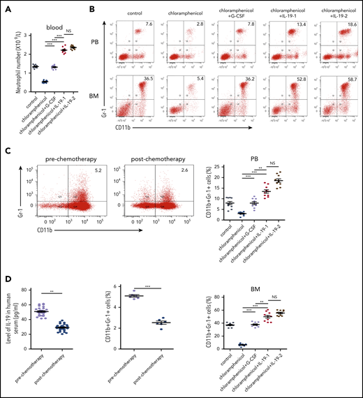 IL-19 prevented chloramphenicol-induced neutropenia. (A) Two-month-old C57BL/6 male mice were injected with chloramphenicol (200 mg/kg per day) followed by injection of IL-19-1 (25 µg/kg), IL-19-2 (50 µg/kg), or G-CSF (100 µg/kg per day) starting from 6 days after chloramphenicol injection; mice were euthanized on day 22. The total number of neutrophils in PB was detected (mean ± SD; n = 10). (B) FACS analysis of BM and PB CD11b+Gr-1+ neutrophils in treated mice (mean ± SD; n = 10). (C) C57BL/6 mouse total BM cells were cultured with serum of patients before and after chemotherapy with cytarabine at days 3 and 7; cells were harvested on day 10. FACS analysis of CD11b+Gr-1+ neutrophils in treated BM cells (mean ± SD; n = 6). (D) The level of IL-19 in the serum of patients pre- and postchemotherapy with cytarabine (mean ± SD; n = 10). Data are mean ± SD of 3 independent experiments. (E) Schematic model of the regulation of neutrophil development by osteocytes via secretion of IL-19. **P < .01; ***P < .001.