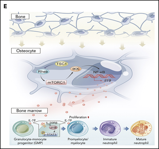 IL-19 prevented chloramphenicol-induced neutropenia. (A) Two-month-old C57BL/6 male mice were injected with chloramphenicol (200 mg/kg per day) followed by injection of IL-19-1 (25 µg/kg), IL-19-2 (50 µg/kg), or G-CSF (100 µg/kg per day) starting from 6 days after chloramphenicol injection; mice were euthanized on day 22. The total number of neutrophils in PB was detected (mean ± SD; n = 10). (B) FACS analysis of BM and PB CD11b+Gr-1+ neutrophils in treated mice (mean ± SD; n = 10). (C) C57BL/6 mouse total BM cells were cultured with serum of patients before and after chemotherapy with cytarabine at days 3 and 7; cells were harvested on day 10. FACS analysis of CD11b+Gr-1+ neutrophils in treated BM cells (mean ± SD; n = 6). (D) The level of IL-19 in the serum of patients pre- and postchemotherapy with cytarabine (mean ± SD; n = 10). Data are mean ± SD of 3 independent experiments. (E) Schematic model of the regulation of neutrophil development by osteocytes via secretion of IL-19. **P < .01; ***P < .001.