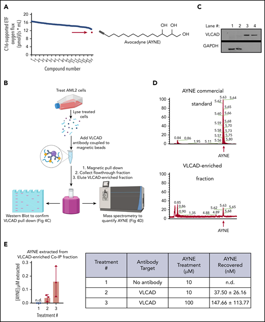 A high-resolution respirometer (HRR)-based screen identifies AYNE as a pharmacological inhibitor of VLCAD. (A) An HRR screen identified AYNE as an inhibitor of C16-supported ETF respiration. AML2 cells were incubated with a screen compound (10 µM) or a solvent vehicle for 1 hour, and C16-supported ETF respiration was assessed. AYNE (compound 151) is highlighted by a red arrow. Structure of AYNE is to the right. (B) Schematic diagram highlighting the pull-down of VLCAD in AYNE-treated AML2 cells. In brief, following a 3-hour treatment, AYNE-treated AML2 cells were lysed and exposed to an anti-VLCAD antibody coupled to magnetic beads. Magnetic separation produces 2 fractions from the lysate: the flow-through fraction (containing all lysate components except VLCAD) and the VLCAD-enriched fraction (containing only VLCAD). Both fractions underwent immunoblotting to confirm VLCAD pull-down or MS analysis to quantify AYNE. Created using BioRender. (C) Immunoblot showing isolation of VLCAD from the flow-through fractions (lanes 1 and 2) into VLCAD-enriched fractions (lanes 3 and 4) by magnetic co-IP. (D) Identification of AYNE in VLCAD-enriched fractions: chromatograms showing elution of a commercial AYNE standard (top panel) and a VLCAD-enriched fraction (bottom panel). The red arrows indicate AYNE elutes at 5.6 minutes. (E) MS quantification of AYNE in VLCAD-enriched fractions from AYNE-treated AML2 cells. Data in (E) are mean ± standard deviation; n.d., not detected.