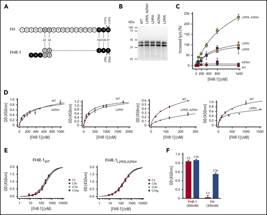 Complement deregulation and C3-binding activities of recombinant FHR-1 proteins. (A) Alignment of FH and FHR-1. Numbers in between structures indicate percentages of homology. Proposed FHR-1 dimerization topology is shown. (B) Coomassie-stained sodium dodecyl sulfate–polyacrylamide gel electrophoresis of the recombinant FHR-1 proteins purified from the culture supernatants. (C) FH deregulation assay in sheep erythrocytes (ShEs). Approximately 30% of ShEs are lysed when they are exposed to 20% of a human serum that has been depleted of 75% of the FH. Adding increasing amounts of purified wild-type FHR-1 (FHR-1WT) or FHR-1A296V does not significantly increase this percentage of lysis. This is in contrast with the dose-response hemolysis of ShEs that results from the addition of FHR-1L290S,A296V, FHR-1L290V, and FHR-1L290S. Data are means ± standard deviations of triplicates. (D) Binding to immobilized C3b of the different FHR-1 mutants is compared with that of FHR-1WT using a plate assay. Although FHR-1L290V and FHR-1A296V bind similarly to FHR-1WT (1 ± 0.11 and 0.9 ± 0.4 times, respectively), binding of FHR-1L290S and FHR-1L290S,A296V to C3b was estimated in this assay to be 3.65 ± 0.4 and 4.5 ± 1.56 times lower, respectively, than that of FHR-1WT. (E) FHR-1WT binds similarly to immobilized native C3 (nC3), C3b, iC3b, and C3dg. The same is also true for mutant FHR-1L290S,A296V and all other FHR-1 mutants (data not shown). (F) Binding of FHR-1WT and FH at 300 nM to immobilized C3b and nC3. Only FHR-1 binds to immobilized nC3, indicating that our nC3 preparations were not contaminated with significant amounts of C3(H2O) forms. OD, optical density.