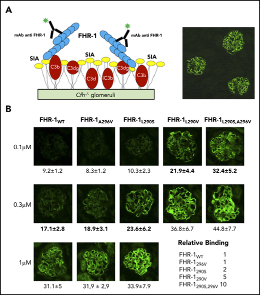 Binding of FHR-1 to glomeruli from Cfh−/− mice. (A) Illustration of the rationale for the experiments using cryostat sections of Cfh−/− mouse kidneys. Photomicrograph shows staining with a biotinylated anti–mouse C3 antibody. (B) Three different concentrations of FHR-1 proteins were added to cryostat kidney sections of Cfh−/− mice. Bound FHR-1 was detected with an in-house biotinylated anti–FHR-1 mAb (2C6). All FHR-1 proteins bound exclusively to the glomerulus. Fluorescence intensity (FI) is expressed in arbitrary units. Data are means ± standard deviations of a minimum of 20 glomeruli. FI values obtained from FHR-1WT were used to make a reference curve. FI values of all FHR-1 mutants were interpolated in this curve to calculate the relative binding between the FHR-1 proteins. SIA, sialic acid. All photomicrographs were taken at ×40 magnification. Average diameter of mouse glomeruli is 70 μm.