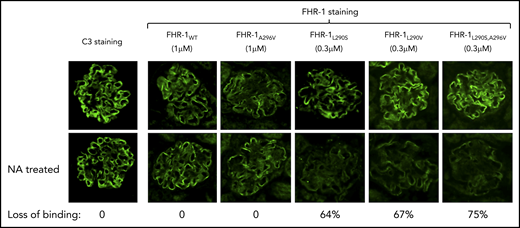 Decreased binding of aHUS-associated FHR-1 mutants to desialylated Cfh−/− mouse glomeruli. Optimal concentrations of FHR-1WT (1 μM), FHR-1L290V (0.3 μM), FHR-1296A (1 μM), FHR-1L290S (0.3 μM), and FHR-1L290S,A296V (0.3 μM) in PBS/BSA were added to normal and neuraminidase (NA)-treated cryostat sections of Cfh−/− mouse kidneys and incubated at 37°C for 30 minutes. Bound FHR-1 was detected with an anti–FHR-1 mAb (2C6). Images of representative glomeruli are shown to illustrate the decreased binding to desialylated glomeruli of the aHUS-associated FHR-1 mutants compared with the binding to untreated glomeruli. Loss of binding for the different FHR-1 proteins was calculated basically as described in Figure 3. All FHR-1 proteins bound similarly to desialylated sections of Cfh−/− mouse kidneys when they were used at the same concentration (data not shown). All photomicrographs were taken at ×40 magnification.