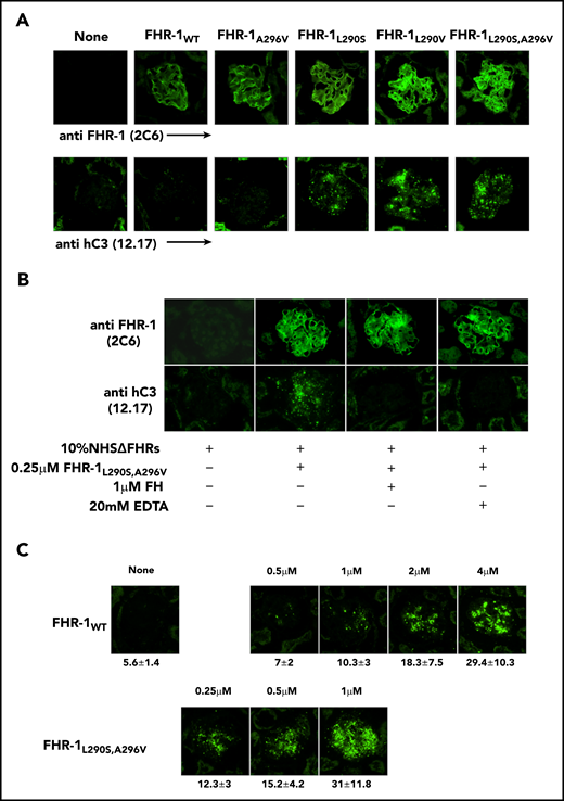 Surface-bound FHR-1 promotes complement activation. (A) Cryostat kidney sections from Cfh−/−;Cfhr−/− mice were incubated with 10% NHSΔFHR in presence or absence of 0.5 µM of the different FHR-1 proteins. Bound FHR-1 was detected using the mAb 2C6, and deposits of hC3-activated fragments were detected with the mAb 12.17. (B) Cryostat kidney sections from Cfh−/−;Cfhr−/− mice were incubated with 10% NHSΔFHR and 0.25 µM of FHR-1L290S,A296V in the presence or absence of FH (1 µM) or EDTA (20 mM). (C) Increasing concentrations of FHR-1WT or FHR-1L290S,A296V were added to 10% NHSΔFHR and then incubated with cryostat kidney sections from Cfh−/−;Cfhr−/− mice. Fluorescence intensity is expressed in arbitrary units. Data are means ± standard deviations of a minimum of 40 glomeruli. All photomicrographs were taken at ×40 magnification.