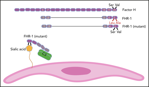 FH has 20 SCR domains, and FHR-1 has 5 of them. SCR domains of FHR-1 and FH are homologs, but FHR-1 does not possess complement regulatory domains SCR1 to 4 of FH. SCR 5 of FHR-1 is almost identical to SCR 20 of FH, except for 2 amino acids (Leu290 and Ala296 in FHR-1 instead of Ser1191 and Val1197 in FH). In some aHUS patients, these amino acids in FHR-1 are mutated back to their FH counterparts. As a result, mutant FHR-1 can bind with a higher affinity to sialic acid residues on the cell surface (eg, endothelial cells). Mutant FHR-1 molecules also bind C3 and bring it close to the cell surface, which promotes complement activation.