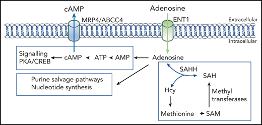 Adenosine levels control multiple biosynthesis pathways. Note that adenosine and homocysteine (Hcy) concentrations coregulate the direction of SAHH. AMP, adenosine monophosphate; CREB, cAMP-response element binding protein; PKA, protein kinase A; SAH, S-adenosyl-l-homocysteine.