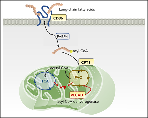 Mitochondrial FAO pathway and therapeutic targets. The scavenger receptor CD36 facilitates the uptake of long-chain FAs into the cytoplasm of AML cells. Inside the cells, FAs are first transported by FA-binding proteins (FABPs) and other transport proteins, followed by activation in a 2-step reaction: forming acyl-CoA in the cytoplasm and then FAO, forming acetyl-CoA inside mitochondria. CPT-1 conjugates FAs to carnitine, a prerequisite for mitochondrial translocation of FAs from the cytoplasm. In mitochondria, VLCAD, an intramitochondrial FAO enzyme, starts to catalyze the dehydrogenation reaction of long-chain FAs as the first intramitochondrial step of FAO. FAO generates ATP and provides acetyl-CoA to the tricarboxylic acid (TCA) cycle.