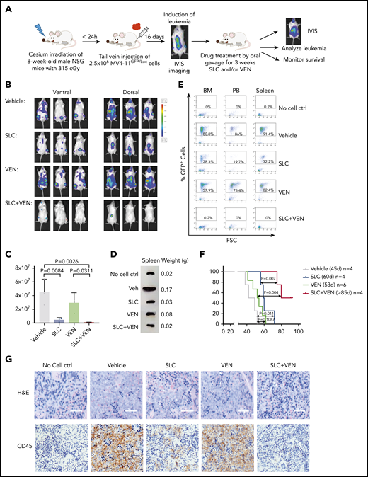 Combined treatment with SLC-391 and venetoclax decreases the leukemia burden and prolongs the survival of leukemic mice. (A) Schematic diagram of the experimental design. (B) Noninvasive in vivo bioluminescence imaging of NSG mice 1 week after discontinuation of oral gavage treatments with vehicle, 50 mg/kg SLC-391 (SLC; n = 3), 50 mg/kg venetoclax (VEN; n = 3), or both (SLC+VEN; n = 4). Three representative mice are shown. (C) Bioluminescent imaging intensity was measured in each animal from the ROIs shown in panel B and is presented as total photon counts per second. The P values were calculated using 1-way ANOVA with Tukey's post hoc correction for multiple comparisons. (D) Representative spleen appearance and weights of mice euthanized after 3 weeks of oral gavage treatments. (E) FACS analysis of GFP+ cells in BM, PB, and spleen of the same euthanized mice. (F) Overall survival of mice from each treatment group (n = 4-6 mice per group). Median survival for each treatment group is indicated in days in parentheses. The P values were calculated using a log-rank (Mantel-Cox) test. (G) Hematoxylin and eosin staining and CD45 staining of representative spleen tissue of mice from each treatment group (n = 1 mouse per treatment group) after 3 weeks of oral gavage treatment. Scale bars, 50μm. ctrl, control; FSC, forward scatter; IVIS, in vivo imaging system.