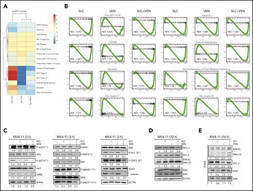 scRNA-seq analysis of CD34+ AML patient cells identifies differentially expressed gene signatures and that SLC-391, alone or with venetoclax, inhibits expression/activity of key signaling proteins. (A) CD34+ AML cells (n = 3, patients #2, #3, and #14) were pretreated with the indicated control and inhibitors (alone or in combination) for 16 hours and were then sorted for propidium iodide−Annexin V−CD34+CD33+ cells. Three thousand and three hundred cells per treatment group and per patient sample were used for barcoding and library construction for scRNA-seq with 10× Genomics. Heat map of enriched up/downregulated gene signatures based on adjusted P values and NESs derived via GSEA of scRNA-seq data from 3 AML patient samples after the indicated treatments (relative to DMSO control). (B) GSEA enrichment plots for significant gene signatures from panel A with corresponding NESs. Negative values indicate downregulation of gene sets, whereas positive values indicate upregulation of gene sets, relative to DMSO-treated control cells. (C) MV4-11 cells were treated with 0.25 µM SLC-391 (SLC) and 5 nM venetoclax (VEN), alone or in combination, for 3 hours, and cell pellets were harvested for western blotting analysis. Antibodies used are indicated. (D) MV4-11 cells were treated as in panel C for 72 hours, and cell lysates were subjected to western blotting analysis for BCL-2 family proteins, as indicated. (E) MV4-11 cells were treated with SLC and VEN, alone or in combination, for 16 hours. BIM was immunoprecipitated from whole-cell lysates and then subjected to western blotting analysis. Antibodies used are indicated. Phosphorylation or total protein expression changes were quantified relative to actin and normalized to no drug treatment control, with fold changes indicated.