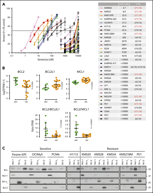 Characterization of venetoclax sensitivity and the BCL2 family in myeloma cell lines. (A) Cells were treated with indicated doses of venetoclax for 24 hours followed by staining with Annexin V–fluorescein isothiocyanate to measure apoptosis. The table lists calculated IC50 and cytogenetics (CTG) of each cell line. (B) RNA expression of BCL2, BCL2L1, and MCL1 in sensitive (green) and resistant (orange) cell lines as measured by RNA-sequencing, as well as calculated BCL2/BCL2L1 and BCL2/MCL1 ratios. (C) Protein lysates from 4 sensitive (Karpas 620, OCI-My5, PCM6, and H1112) and 5 resistant (KMS20, KMS28, KMS34, KMS21BM, and PE1) cell lines were prepared and then subjected to coimmunoprecipitation with anti-MCL1, anti-BCLXL, and anti-BCL2 antibodies. The resulting protein complexes were examined by western blot analysis using anti-BIM, anti-MCL1, anti-BCLXL, and anti-BCL2. (D) Protein expression of BIM, BAK, BAX, MCL1, BCLXL, BCL2, and actin from Cas9 parental cells or CRISPR knockout of BIM, BAK, BAX, or BAK and BAX in KMS12PE or OCI-My5. (E) Cells from panel D were treated with indicated doses of venetoclax for 24 hours followed by staining with Annexin V–fluorescein isothiocyanate to measure apoptosis. Data are presented in panels A and E as the mean ± standard error of 3 independent experiments. DKO, double knockout; FPKM, fragments per kilobase of transcript per million mapped reads; KO, knockout; WT, wild type.