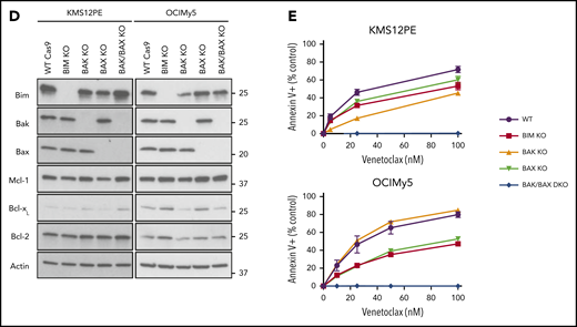 Characterization of venetoclax sensitivity and the BCL2 family in myeloma cell lines. (A) Cells were treated with indicated doses of venetoclax for 24 hours followed by staining with Annexin V–fluorescein isothiocyanate to measure apoptosis. The table lists calculated IC50 and cytogenetics (CTG) of each cell line. (B) RNA expression of BCL2, BCL2L1, and MCL1 in sensitive (green) and resistant (orange) cell lines as measured by RNA-sequencing, as well as calculated BCL2/BCL2L1 and BCL2/MCL1 ratios. (C) Protein lysates from 4 sensitive (Karpas 620, OCI-My5, PCM6, and H1112) and 5 resistant (KMS20, KMS28, KMS34, KMS21BM, and PE1) cell lines were prepared and then subjected to coimmunoprecipitation with anti-MCL1, anti-BCLXL, and anti-BCL2 antibodies. The resulting protein complexes were examined by western blot analysis using anti-BIM, anti-MCL1, anti-BCLXL, and anti-BCL2. (D) Protein expression of BIM, BAK, BAX, MCL1, BCLXL, BCL2, and actin from Cas9 parental cells or CRISPR knockout of BIM, BAK, BAX, or BAK and BAX in KMS12PE or OCI-My5. (E) Cells from panel D were treated with indicated doses of venetoclax for 24 hours followed by staining with Annexin V–fluorescein isothiocyanate to measure apoptosis. Data are presented in panels A and E as the mean ± standard error of 3 independent experiments. DKO, double knockout; FPKM, fragments per kilobase of transcript per million mapped reads; KO, knockout; WT, wild type.