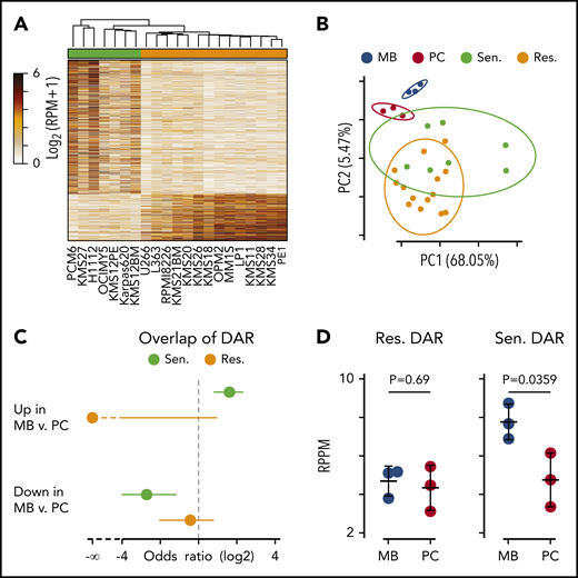 Differential chromatin accessibility in sensitive and resistant cell lines. (A) Heat map of all differentially accessible peaks. (B) Principle component analysis of ex vivo differentiated memory B (MB; blue) and plasma cells (PC; red) compared with myeloma cells resistant (orange) and sensitive (green) to venetoclax. The percentage of variation explained by each principle component is shown in parenthesis on the axes labels, and the 90% confidence interval of the standard deviation for each group is denoted by an ellipse. (C) Odds ratio of overlap of venetoclax-sensitive (green) and venetoclax-resistant (orange) myeloma cell differentially accessible regions (DAR) with those between MB and PC. Error bars denote the 95% confidence interval calculated by using a two-sided Fisher’s exact test. (D) Average chromatin accessibility of MB and PC at regions more accessible in venetoclax-resistant (left) and venetoclax-sensitive (right) cells. P values were calculated by using a two-sided Student t test. RPM, reads per million mapped reads; RPPM, reads per peak per million.