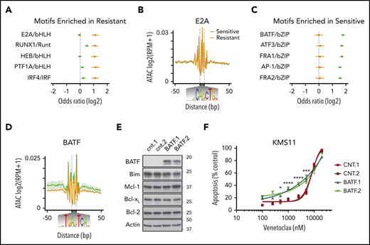BATF overexpression increases sensitivity to venetoclax. (A) Transcription factor motifs enriched in resistant cell lines. (B) Genome-wide E2A transcription factor footprint. (C) Transcription factor motifs enriched in sensitive cell lines. (D) Genome-wide BATF transcription factor footprint. (E) Protein expression of BATF, BIM, MCL1, BCLXL, BCL2, and ACTIN in cell lines expressing 2 independent control guides (cnt.1 and cnt.2) or 2 independent guides to BATF (BATF.1 and BATF.2) for CRISPR activation in dCAS9-VP64 expressing KMS11. (F) Cells were treated with indicated doses of venetoclax for 24 hours followed by staining with Annexin V–fluorescein isothiocyanate to measure apoptosis. Data are presented as the mean ± standard error of 3 independent experiments. Statistics were calculated by using two-way analysis of variance followed by Dunnett’s multiple comparison test. *P < .05; ***P < .001; ****P < .0001.