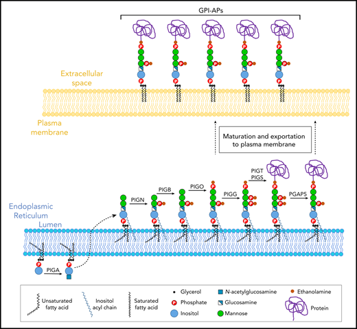 Schematic representation of the biosynthesis and trafficking of mammalian GPI-APs. The GPI anchor is synthesized in the ER and transferred to proteins by the GPI-transamidase complex. After protein attachment, GPI moieties are remodeled during transport.