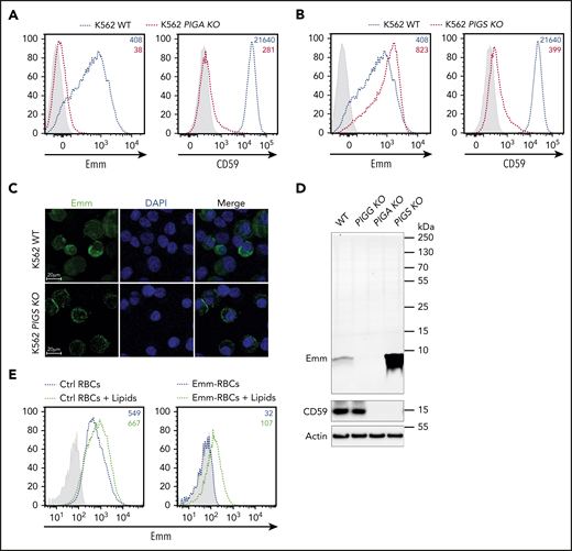 Emm antigen is carried by the free GPI. (A) Cell surface expression of the Emm antigen and CD59 in K562 WT and K562 PIGA KO cells. The gray profile corresponds to K562 cells incubated with only the secondary antibody. (B) Cell surface expression of the Emm antigen and CD59 in K562 WT and K562 PIGS KO cells. The gray profile corresponds to K562 cells incubated with only the secondary antibody. (C) Immunofluorescence analysis of the Emm antigen. Fixed and permeabilized cells were stained with an anti-Emm antibody (green) and 4′,6-diamidino-2-phenylindole (DAPI; blue). (D) Western blot analysis of Emm and CD59 expression in K562 WT, K562 PIGA KO, and K562 PIGS KO cells. Twenty micrograms of protein from cell lysates was resolved by SDS–polyacrylamide gel electrophoresis under reducing conditions and probed with anti-Emm and anti-CD59 antibodies. Actin was used as a loading control. (E) Surface level analysis of Emm antigen on RBCs after incubation with brain polar lipids. Control RBCs (left panel) or Emm-negative RBCs (right panel) were incubated in 1% methanol in PBS containing 0.5 mg of brain polar lipids (black dotted lines) or with only 1% methanol in PBS (blue dotted lines) for 120 minutes. Emm antigen adsorption on the RBC surface was monitored by fluorescence-activated cell sorting using the anti-Emm antibody.