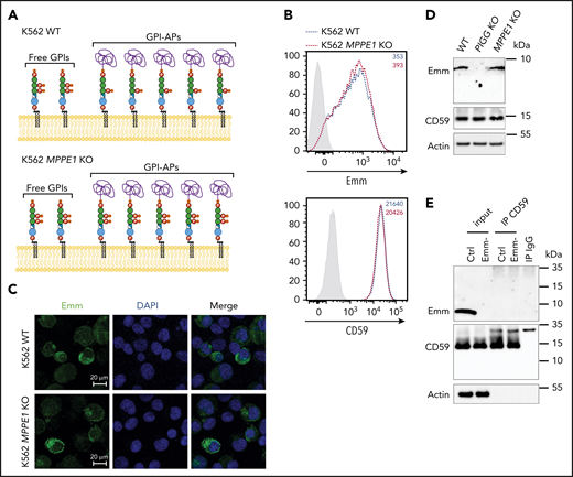 Anti-Emm did not recognize the second EtNP on the GPI-APs. (A) Schematic representation of the free GPI and GPI-AP structures in K562 WT and K562 PGAP5-deficient cells (MPPE1 KO) cells. (B) Cell surface expression of the Emm antigen and CD59 in K562 WT and K562 MPPE1 KO cells. The gray profile corresponds to K562 cells incubated with only the secondary antibody. (C) Immunofluorescence analysis of Emm antigen. Fixed and permeabilized cells were stained with the anti-Emm antibody and 4′,6-diamidino-2-phenylindole (DAPI). (D) Western blot analysis of Emm and CD59 expression in K562 WT, K562 PIGG KO, and K562 MPPE1 KO cells. Twenty micrograms of protein from cell lysates was resolved by SDS–polyacrylamide gel electrophoresis under reducing conditions and probed with anti-Emm and anti-CD59 antibodies. Actin was used as a loading control. (E) CD59 was immunoprecipitated from the control RBC membrane (Ctrl) or Emm-negative RBC membrane (Emm-). Input and immune complexes (IP CD59) were analyzed by SDS–polyacrylamide gel electrophoresis under reducing conditions with heat denaturation, followed by western blot analyses using anti-Emm and anti-CD59 antibodies. Actin was used as a loading control.