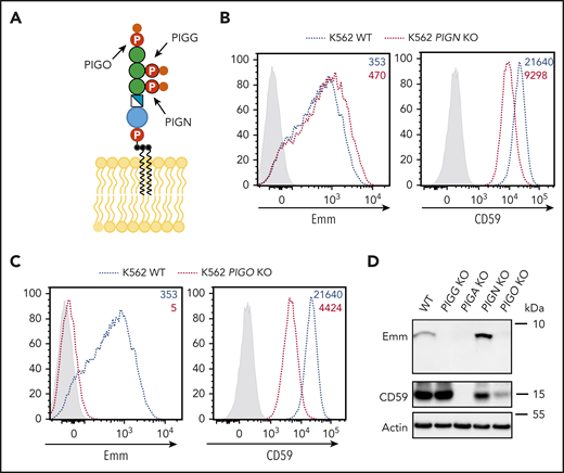 The Emm antigen is composed of the second and third EtNPs of the free GPI. (A) Schematic representation of the free GPI in the plasma membrane. PIGN, PIGG, and PIGO catalyze the addition of EtNPs on the first, second, and third mannose, respectively. (B) Cell surface expression of the Emm antigen in K562 WT and K562 PIGN KO cells. The gray profile corresponds to K562 cells incubated with only the secondary antibody. (C) Cell surface expression of the Emm antigen in K562 WT and K562 PIGO KO cells. The gray profile corresponds to K562 cells incubated with only the secondary antibody. (D) Western blot analysis of Emm and CD59 expression in K562 WT, K562 PIGG KO, K562 PIGA KO, K562 PIGN KO, and K562 PIGO KO cells. Twenty micrograms of protein from cell lysates was resolved by SDS–polyacrylamide gel electrophoresis under reducing conditions and probed with anti-Emm and anti-CD59 antibodies. Actin was used as a loading control.