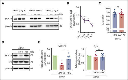 siRNA effectively depletes ZAP-70 without affecting Syk expression in primary CLL cells. (A) Representative ZAP-70 and β-actin immunoblots of primary CLL cells at the indicated time points post-siRNA nucleotransfection with a nonspecific siRNA and ZAP-70 siRNA. (B) Quantification of ZAP-70 expression using ImageJ and calculated as a ratio (siZAP-70/NSC) after normalization to β-actin signal. Time points indicate time after nucleofection (n = 3). (C) Percentage of live (Annexin V−, DAPI−) CLL cells on day 7 of transfection. Primary CLL samples (n = 7) were transfected with NSC siRNA or ZAP70 siRNA and cultured for 7 days on stroma cells. (D) Representative immunoblots of ZAP-70, Syk, and β-actin of primary purified CLL cells 7 days post-siRNA transfection. (E) Quantification of ZAP-70 and Syk expression, normalized to β-actin, 7 days post-siRNA transfection (n = 7). Statistical analyses were performed using 1-way analysis of variance followed by a 2-tailed paired Student t test. **P < .01. ns, not significant (P > .05).