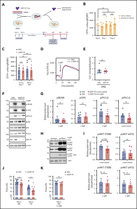 ZAP-70 contributes to cell survival but is not essential for IgM-stimulated BCR signaling. (A) Strategy for siRNA knockdown of ZAP-70 in primary ZAP-70pos CLL cells and coculture on feeder cells. Downstream analyses were performed on purified CLL cells in monoculture. Created with BioRender.com. (B) MFI of cell surface IgM on CD19+ CLL cells. Primary ZAP-70pos CLL cells (n = 5) were monocultured or cocultured on stromal cells for 1 or 2 days before assessment of surface IgM by fluorescence-activated cell sorting analysis. (C) MFI of cell surface IgM on CD19+ CLL cells transfected with nonspecific siRNA or ZAP-70 siRNA. Primary ZAP-70pos CLL cells (n = 6) were transfected with siRNA and cocultured with stromal cells for 7 days and then separated from stromal cells for an additional 24 hours in monoculture. (D) Representative kinetics plot shows the calcium flux of 1 primary CLL sample after transfection with NSC siRNA or ZAP-70 siRNA. CLL cells were harvested and labeled with Fluo-4 (FITC) after 24 hours in monoculture. Anti-IgM activation was triggered 30 seconds after flow cytometric measurement started. (E) Quantification of calcium flux response of CLL samples (n = 7) transfected with NSC siRNA or ZAP-70 siRNA. Ratios were calculated by using kinetics plots, dividing peak Fluo-4 (FITC-A) intensity induced by anti-IgM activation by baseline Fluo-4 intensity. (F) Representative phospho-BLNK (Tyr96), phospho-Syk (Tyr525/526), phospho-PLCγ2 (Tyr759), total BLNK, total Syk, total PLCγ2, ZAP-70, and β-actin immunoblots of primary CLL cells monocultured for 24 hours after transfection with nonspecific siRNA or ZAP-70 siRNA. To induce BCR signaling, monocultured CLL cells were treated with bead-bound anti-IgM for 20 minutes. (G) Quantification of phosphokinases, relative to total (unphosphorylated) proteins after 24 hours in monoculture post-siRNA transfection, using ImageJ software (n = 6). (H) Representative phospho-AKT (s473), phospho-AKT (T308), total AKT, and β-actin immunoblots of primary CLL cells monocultured for 24 hours after transfection with nonspecific siRNA or ZAP-70 siRNA. For anti-IgM–stimulated samples, monocultured CLL cells were treated with bead-bound anti-IgM for 20 minutes. (I) Quantification of phospho-AKT relative to total (unphosphorylated) AKT, after 24 hours in monoculture after siRNA transfection, using ImageJ software (n = 4 or 5, as indicated). (J) Percentage of live (Annexin V−, DAPI−) CLL cells, cultured for 48 or 72 hours in monoculture posttransfection (n = 10 and n = 8, respectively). (K) Percentage of live (Annexin V−, DAPI−) CLL cells cultured in monoculture posttransfection (n = 7) and treated with anti-IgM for 48 hours (n = 6). **P < .01. ns, not significant (P > .05); SE, short exposure.
