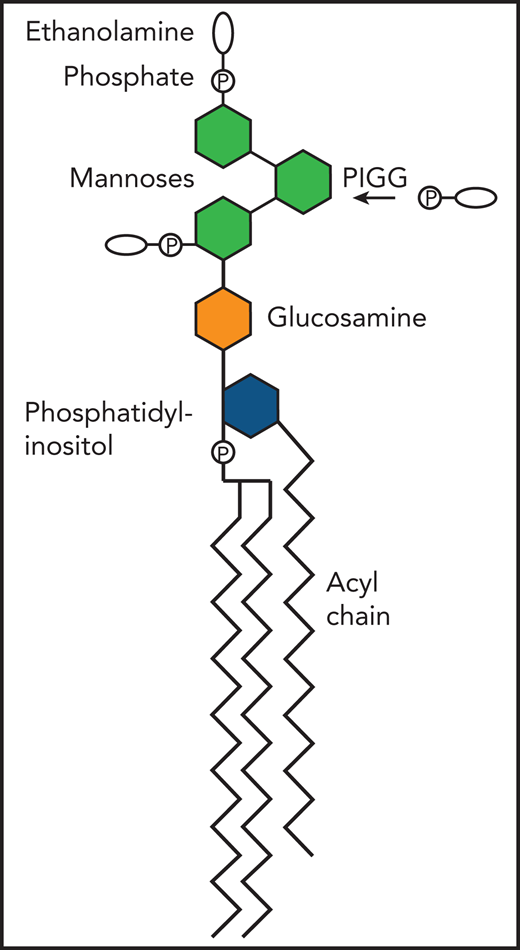 Diagram of free GPI illustrating the addition of ethanolamine phosphate on the second mannose by the PIGG transferase, to thus become the Emm antigen. P, phosphate.