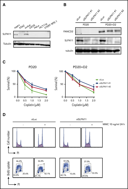 SLFN11 depletion by siRNA reverses cisplatin sensitivity in FANCD2 deficient PD20 cells. (A) SLFN11 expression in human cell lines as determined by western blotting. (B) SLFN11 expression in PD20 cells treated with siSLFN11#1 and #2. siLuc, siLuciferase. (C) Cell survival assay of PD20 and PD20 complemented with FANCD2. Cells were treated with 2 different siSLFN11. Means ± standard error of the mean (SEM) of 3 independent experiments are shown. (D) Cell cycle profile. Cells were transfected with siRNA oligos and 48 hours later treated with 10 ng/mL MMC for an additional 24 hours. Cells were then fixed in 70% ethanol, stained with anti-BrdU and PI, and analyzed using a FACS Canto II flow cytometer (BD Biosciences).