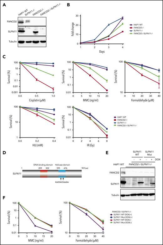 SLFN11 disruption partially reverses drug sensitivity in FANCD2−/−HAP1 cells. (A) FANCD2 and SLFN11 expression in knockout HAP1 cell lines. WT, wild type. (B) Cell growth curve of the indicated knockout HAP1 cell lines. Fold proliferation was calculated in 3 independent experiments. Means ± standard error of the mean (SEM) are shown. (C) Clonogenic cell survival assays in response to indicated doses of various genotoxic agents. MMC, mitomycin C. Means ± SEM of 3 independent experiments are shown. (D) A schematic of SLFN11 protein structure. Positions of the mutations in the ATPase domain are shown. (E) Expression of DOX-induced SLFN11 wild-type (WT) or ATPase dead mutant (Mut) protein in the FANCD2−/−SLFN11−/− HAP1 knockout cell line. Lentivirally transduced cells were selected and treated for 48 hours with doxycycline (DOX). (F) Clonogenic cell survival assays in FANCD2−/−SLFN11−/− cells transduced with SLFN11 wild-type or an ATPase dead mutant. DOX (2 μg/mL)-treated cells were exposed to the indicated doses of MMC or formaldehyde for 24 hours, and colonies were counted 5 to 7 days later. Means ± SEM of 3 independent experiments are shown.