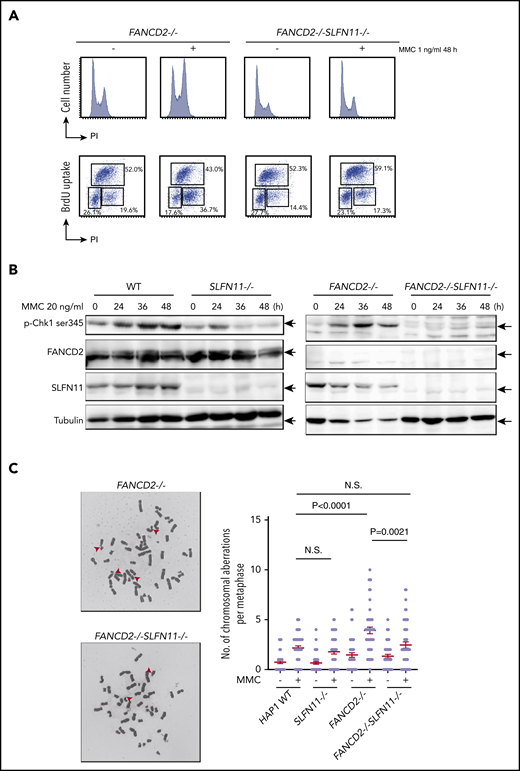 MMC-induced G2/M checkpoint is partially obviated by SLFN11 disruption. (A) Cell cycle profile. FANCD2−/− and FANCD2−/−SLFN11−/− cells were treated with 1 ng/mL MMC for 48 hours and pulse-labeled with BrdU. Cells were then fixed in 70% ethanol, stained with either PI alone (i) or with anti-BrdU and PI (ii), and analyzed using a FACS Canto II flow cytometer (Becton-Dickinson). (B) CHK1 activation by Western blotting. CHK1 phosphorylation on Serine 345 was examined at the indicated time points during 20 ng/mL MMC exposure in wild type, SLFN11−/−, FANCD2−/−, and FANCD2−/−SLFN11−/− HAP1 cells. The loading was equalized based on the amount of protein, and the weaker tubulin bands in FANCD2−/− cells were likely caused by the toxicity of MMC treatment. (C) Chromosome breakage analysis. Cells were subjected to 40 ng/mL MMC exposure for 24 hours. Each dot represents the number of chromosomal breaks in a single metaphase, and means ± SEM are shown. More than 50 metaphases were scored in each condition. Representative images of metaphases after MMC treatment are shown. P values were calculated by unpaired, 2-tailed Student t test.