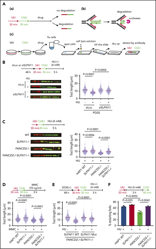 SLFN11 deficiency prevents replication fork degradation. (A) A schema of the experimental protocol. (a) Overview of the experiment. Cells are sequentially pulse-labeled by IdU and CldU to visualize nascent DNA tracts and further treated with HU or MMC. The shortened length of the CldU tracts indicates the degree of fork degradation. (b) The stalled forks are remodeled and reversed into a 4-way junction form, which is a target of the nucleases. (c) The DNA fiber protocol. Pulse-labeled cells were fixed, spotted on a slide glass, and lyzed. The slide glass is tilted to spread DNA fibers. Finally, the IdU and CldU tracts are detected by specific antibodies and visualized by an In Cell Analyzer. (B) DNA fiber analysis to quantify fork degradation/protection. CldU tract length was measured in PD20 cells in which SLFN11 expression was knocked down by siRNA transfection with or without HU treatment (4 mM, 5 hours). The tract lengths were quantified in 3 independent experiments, and the cumulative results of more than 450 fibers with means ± standard error of the mean (SEM) are shown. P values were calculated by unpaired, 2-tailed Student t tests. HAP1 cells with the indicated genotypes were analyzed for fork degradation/protection in the presence of HU (C) or MMC (D). (E) HAP1 FANCD2−/−SLFN11−/− cells complemented with wild-type or an ATPase-dead SLFN11 mutant were analyzed by the DNA fiber assay. (F) Quantification of restarting forks in HAP1 FANCD2−/−SLFN11−/− cells. The percentage of restarting forks was calculated in the cumulative results of more than 300 fibers from triplicate experiments. Means ± SEM are shown. P values were calculated by unpaired, 2-tailed Student t tests.