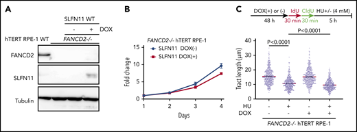 Effects of exogenously expressed SLFN11 in FANCD2−/− hTERT RPE-1 cells. (A) DOX-induced expression of wild-type SLFN11 in lentivirally transduced FANCD2−/− hTERT RPE-1 cells (clone #2B7). Cells were stimulated or not with doxycycline (2 μg/mL) for 48 hours. WT, wild-type hTERT RPE-1 cells. (B) Growth curve of FANCD2−/− hTERT RPE-1 cells transduced with wild-type SLFN11. Means ± standard error of the mean (SEM) of triplicate cultures with or without DOX are shown. (C) DNA fiber analysis to quantify fork degradation/protection. The CldU tract length was measured in FANCD2−/− RPE1 cells with or without expression of wild-type SLFN11. Cells were stimulated or not by HU treatment. Means ± SEM of more than 450 fibers were quantified from 3 independent experiments. P values were calculated by unpaired, 2-tailed Student t tests.