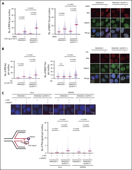 RPA and RAD51 recruitment to stalled forks in FANCD2−/−SLFN11−/−HAP1 cells. (A) RPA and RAD51 foci formation in FANCD2−/− and FANCD2−/−SLFN11−/− HAP1 cells treated or not with MMC (100 ng/mL, 24 hours). Means ± standard error of the mean (SEM) are shown. More than 300 nuclei were examined. Representative results from 2 independent experiments are shown. (B) RPA and RAD51 foci formation in FANCD2−/− and FANCD2−/−SLFN11−/− HAP1 cells on HU treatment (4 mM, 5 hours). More than 300 nuclei were examined. Representative results from 2 independent experiments are shown. (C) PLA between the nascent DNA (IdU tract) and RAD51. Cells were transfected with control or siRNA targeting DNA2 and then 48 hours later, cells were pulsed for 30 minutes with IdU and then treated with HU (4 mM, 5 hours). PLA was performed in a native condition as described previously.36 PLA performed with anti-IdU alone served as a negative control. Means ± SEM with representative images from 2 independent experiments are shown. P values were calculated by unpaired, 2-tailed Student t tests. A schematic illustration of the PLA assay is shown.