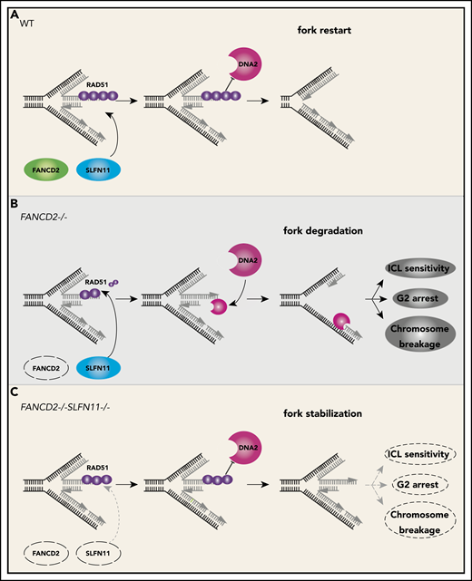 A schematic model of our results. In wild-type (WT) cells (A), the progression of the DNA replication forks is often hindered because of replication stress such as those caused by R-loops or formaldehyde damage. These are proposed endogenous sources of replication stress/DNA damage relevant to FA. The stalled forks undergo remodeling termed “fork reversal,” resulting in the 4-way structure. The reversed fork is digested by nucleases DNA2 or MRE11, leading to genome instability, but the degradation is prevented by FA proteins, including RAD51, FANCD2, and others. We propose SLFN11 is acting against fork protection by RAD51. In FA cells such as FANCD2−/− background (B), SLFN11 expression results in excess fork degradation and inefficient ICL repair, which causes the indicated FA phenotypes. The deletion of SLFN11 (C) places more RAD51 on the nascent DNA, enabling efficient fork protection and reversal of the FA phenotype.