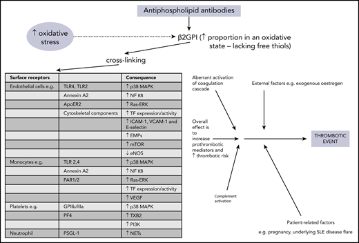 Overview of pathophysiology mechanisms in thrombotic APS. ApoER2, apolipoprotein E receptor 2; EMPs, endothelial microparticles; eNOS, endothelial nitric oxide synthase; GPIIb/IIIa, glycoprotein IIb/IIIa; mTOR, mammalian target of rapamycin; NETs, neutrophil extracellular traps; PAR, protease-activated receptor; PF4, platelet factor 4; PI3K, phosphatidylinositol 3-kinase; PSGL-1, P-selectin glycoprotein ligand 1; Ras-ERK, Ras-extracellular signal-related kinase; TF, tissue factor; TLR, toll-like receptor; TXB2, thromboxane B2; VCAM-1, vascular cell adhesion molecule 1; VEGF, vascular endothelial growth factor.