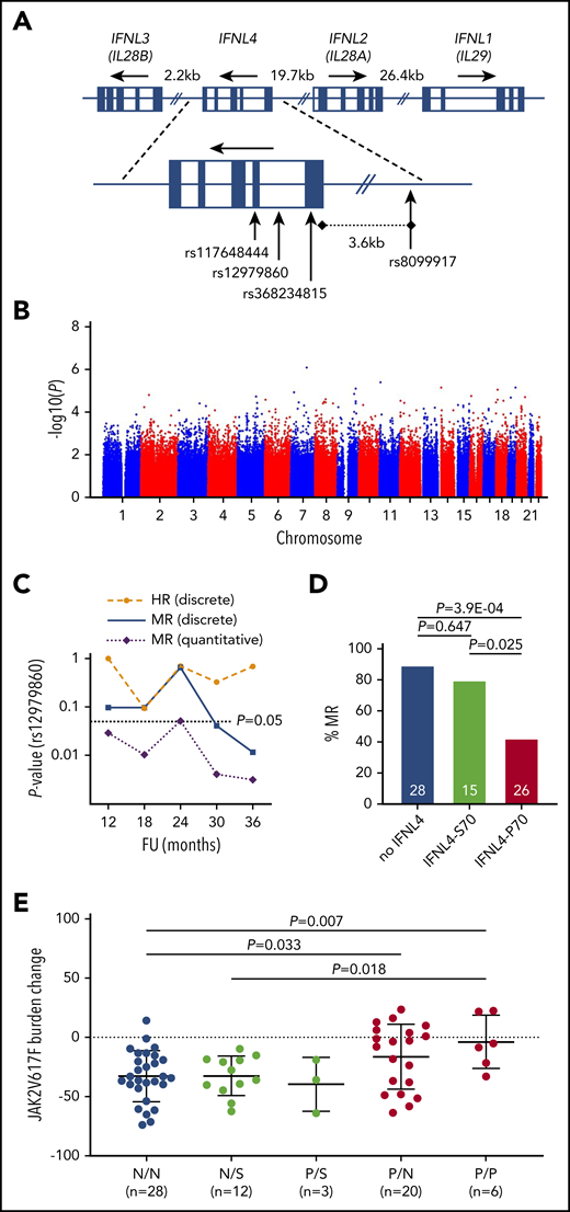 Germline genetic variation within the protein-coding region of IFNL4 affects MR during IFN-α treatment of PV. (A) Genomic organization of the IFNL locus on human chromosome 19q13.2. (B) An association plot derived from GWAS performed for MR after a 12-month follow-up of ropeg treatment (n = 102 patients). The plot is representative of all GWAS performed on both HR and MR data after a 12-, 18-, 24-, 30-, and 36-month follow-up. (C) Longitudinal P values for the association of the IFNL4 tagSNP rs12979860 with response to ropeg over a 36-month follow-up (FU). (D) Fraction (%) of MRs in the 3 main functional categories: patients who produced no functional IFNL4 (no IFNL4), those who produced impaired IFNL4-S70 (IFNL4-S70 alone+IFNL4-S70/P70), and those who produced fully functional IFNL4-P70 alone. Numbers within the bars represent total patients in the categories. (E) JAK2V617F mutant allele burden changes (absolute change from baseline value) at a 36-month follow-up in patients stratified according to IFNL4 diploid functional status. N, no IFNL4; S, IFNL4-S70; P, IFNL4-P70.