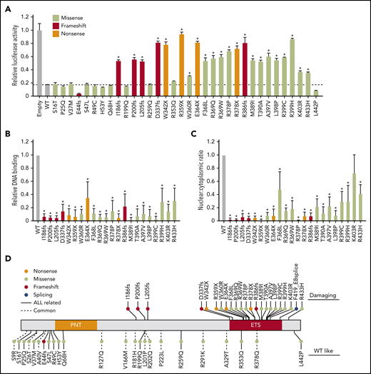 Functional characterization of germline ETV6 variants identified in pediatric ALL. (A) ETV6 transcription repressor activity was determined using a dual-luciferase reporter assay by cotransfecting an ETV6 expression construct, PF4 luciferase reporter construct, and Renilla luciferase reporter construct in HEK293T cells. Bars show the mean of triplicate experiments and repeated at least 3 times; error bars represent standard deviation (SD). (B) Electrophoretic mobility shift assays were performed using nuclear extracts from HEK293T cells ectopically expressing WT or variant ETV6. Bars show the mean of triplicate experiments; error bars represent SD. (C) Western blotting was performed after subcellular fractionation of HEK293T cells ectopically expressing WT or variant ETV6. Bars show the mean of nuclear to cytoplasmic ratio from 3 individual experiments; error bars represent SD. In panels A-C, a 1-way analysis of variance (ANOVA) with multiple comparison was performed to compare each variant with WT (*P < .01). (D) Germline ETV6 variants were classified as damaging or WT-like on the basis of functional characterization as shown in panels A-C.