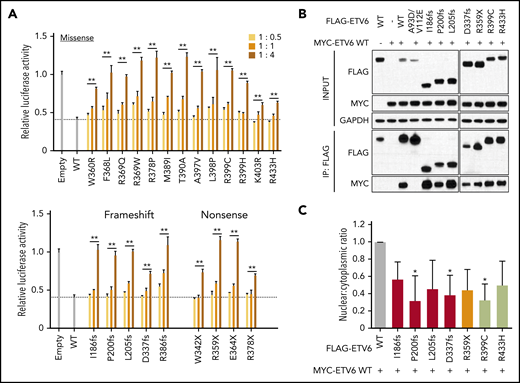 Dominant-negative effects of variant ETV6 on WT ETV6. (A) ETV6 transcription repressor activity was measured by cotransfecting HEK293T with constructs encoding WT ETV6, increasing amounts of variant ETV6, and a luciferase reporter. The top panel denotes missense variants, while the bottom panel indicates nonsense or frameshift variants. Bars show the mean of triplicate experiments and repeated at least 3 times; error bars represent SD. **P < .01 in ≥1 condition. (B) HEK293T cells were cotransfected with MYC-tagged WT and FLAG-tagged variant ETV6 constructs followed by pull-down with anti-FLAG beads for western blotting to examine dimerization. Seven representative variants were chosen for this assay. IP, immunoprecipitation. (C) HEK293T cells were cotransfected with MYC-tagged WT and the same 7 FLAG-tagged variant ETV6 constructs as in panel B followed by subcellular fractionation and western blotting of nuclear and cytoplasmic fractions using an anti-MYC antibody. Red bars indicate frameshift variants, orange bar indicates a nonsense variant, and lime green bars indicate missense variants. Bars represent the nuclear-to-cytoplasmic ratio from triplicate experiments; error bars represent SD. *P < .05. In panels A and C, a 1-way ANOVA with multiple comparison was performed to compare each variant with WT.