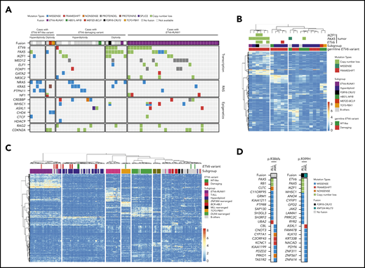 Comprehensive genomic profiling of ALL harboring germline ETV6 variants. (A) Heatmap showing major somatic coding mutations and structural variations identified in cases with a germline ETV6 variant or ETV6-RUNX1 fusion. (B-C) Unsupervised hierarchical clustering of global gene expression profile from cases with germline ETV6 variants (B) or with addition of the 231 pediatric ALL cases of diverse subtypes (C). (D) Somatic genomic features in AML and ALL arising from the same ETV6 germline variant.