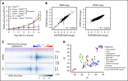 Effects of ETV6 variants on oncogenic transformation in vitro. Ba/F3 cells were transduced with constructs encoding WT ETV6, damaging ETV6 (R359X or R399C), WT-like ETV6 (R353Q), and NRASG12D, followed by sorting for cells expressing mCherry and ZsGreen double-positive cells and IL-3 withdrawal 48 hours after transduction. (A) Cytokine-independent cell growth was monitored daily as an indicator of transformation in vitro. Data represent the mean from 3 individual experiments; error bars represent SD. Two-way ANOVA with multiple comparison was performed to compare each variant with WT (*P < .05). (B) RNA-seq and (C) ATAC-seq were performed using Ba/F3 cells at 48 hours after IL-3 withdrawal. Cells expressing a damaging ETV6 variant (R359X) exhibited similar RNA-seq and ATAC-seq patterns as cells transduced with empty vector (B). Differential ATAC-seq peaks in Ba/F3 cells expressing a damaging ETV6 variant (R359X) versus WT ETV6 correspond to upregulated genes identified by RNA-seq (C). (D) t-Distributed stochastic neighbor embedding clustering analysis was performed on the 253 ALL cases as shown in Figure 3C using 94 possible target genes identified by RNA-seq and ATAC-seq of Ba/F3 cells.