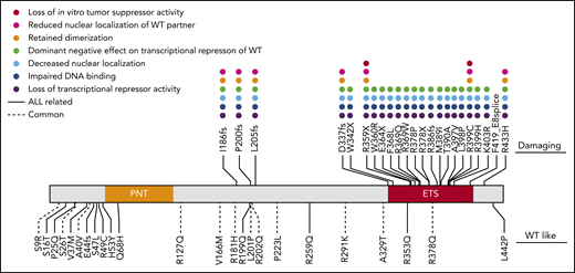 Summary of in vitro functional characterization of ETV6 variants. A variety of in vitro assays were performed to comprehensively characterize the impacts of germline ETV6 variants. Dot colors represent different assays; blanks denote that the variant was not tested in the assay. The top panel includes “damaging” variants as determined by impairment of transcriptional repression in luciferase reporter assays. The bottom panel includes WT-like variants, which showed no impairment of transcriptional repression.