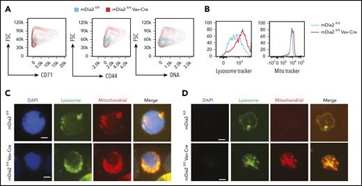 mDia2 is involved in membrane remodeling and organelle clearance during terminal erythropoiesis. (A) Lineage-negative cells from the bone marrow of the indicated mice were cultured in erythropoietin-containing medium for 2 days. Flow cytometric analysis was performed to determine the surface levels of the indicated proteins, DNA, and forward scatter (FSC) in wild-type and mDia2-deficient reticulocytes. (B) Same as panel A except the cells were also stained with lysosome tracker and MitoTracker Red for the detection of lysosome and mitochondria content, respectively. (C-D) Fluorescence analyses of the indicated organelles in the orthochromatic stages of the erythroblasts (C) and reticulocytes (D) in the cells from panel B.
