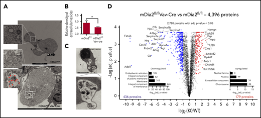Defect in endolysosomal and autolysosomal formation and proteome remodeling in mDia2-deficient erythroid cells. (A) TEM studies of reticulocytes from mDia2fl/flVav-Cre mice (bottom) and mDia2fl/fl mice (top). An adjacent orthochromatic erythroblast (bottom right) with numerous organelles and vesicles is also seen. Bars represent 1 μm. Arrows in inset III indicate vesicles. Insets II and III show increased organelles compared to inset I. (B) Lineage-negative cells from the bone marrow of the indicated mice were cultured in erythropoietin-containing medium for 2 days. Quantitative analyses were performed of extracellular vesicles from the culture medium. *P < .05. (C) TEM analysis of a representative orthochromatic stage erythroblast from mDia2fl/flVav-Cre mice. Images are representative of 10 randomly selected fields. (D) Volcano plot of a quantitative proteomic study. Proteins significantly upregulated (red) or downregulated (blue) in mDia2-deficient reticulocytes are shown. Kyoto Encyclopedia of Genes and Genomes pathway enrichment analyses of proteins upregulated or downregulated by >25% are shown. The number of proteins per group is indicated on the right. The experiments were repeated 3 times, and the data were obtained with combined individual analyses.