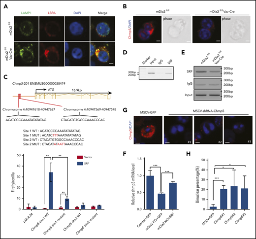 ESCRT-III complex mediates the function of mDia2. (A) Bone marrow lineage-negative cells from the indicated mice were cultured in erythropoietin-containing medium for 2 days. Immunofluorescent staining of the indicated markers on the orthochromatic erythroblasts was performed on day 2. Bar represents 1 μm. Images are representative of 10 randomly selected fields. (B) Immunofluorescent staining of Chmp5 in the dividing cells of cultured erythroblasts from control and mDia2-deficient mice. Bars represent 1 μm. Images are representative of 10 randomly selected fields. (C) View of the genomic region of Chmp5 with 2 predicated SREs in its promoter region. The sequences of these SREs and their mutant forms used in the luciferase assay are listed. The bottom panel is the luciferase reporter assay. 293T cells were cotransfected with luciferase reporters containing the indicated wild-type (WT) or mutant SREs (MUT), together with SRF-expressing constructs in the presence of a Renilla luciferase expression vector (pRL-TK). Firefly and Renilla luciferase activities were measured after 24 hours. **P < .01. (D) ChIP assay of day 2 cultured wild-type erythroblasts with the indicated antibodies followed by PCR of the SREs on the Chmp5 promoter. (E) ChIP assays as in panel D, using an SRF antibody or IgG on day 2 cultured erythroblasts from the indicated mice followed by PCR of the SREs on the Chmp5 promoter. (F) Real time reverse transcription–PCR analyses of Chmp5 mRNA levels of day 2 cultured erythroblasts from control or mDia2fl/flVav-Cre (knockout) mice transduced with the indicated genes on day 0. ***P < .001. (G) Wild-type bone marrow lineage-negative cells were transduced with murine stem cell virus (MSCV) retroviruses expressing GFP and different shRNAs targeting Chmp5. The transduction efficiency was ∼40% across all the constructs (not shown). The cells were then cultured for 2 days in erythropoietin-containing medium. Immunofluorescent stains of Chmp5 were performed. Images are representative of 5 randomly selected fields. Bars represent 1 μm. (H) Quantification of binucleated orthochromatic erythroblasts in panel G. *P < .05; ***P < .001.