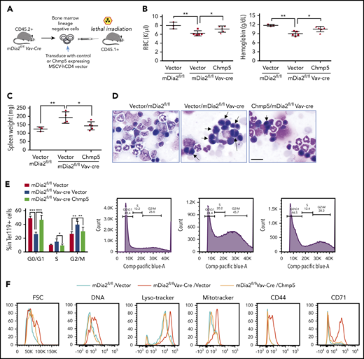 Overexpression of Chmp5 ameliorates defects in late-stage terminal erythropoiesis in mDia2-deficient mice. (A) Outline of the transplantation strategy. (B) RBC count and hemoglobin levels in mice receiving the indicated bone marrow cells for 2 months. (C) Spleen weight of mice in panel B. (D) Morphologic analyses of bone marrow smears from mice in panel B. Arrows indicate binucleated orthochromatic erythroblasts. Bar represents 20 μm. Flow cytometric assays in the bottom panels quantify the percentage of S/G2/M phases reflecting the number of binucleated cells. (E) Quantitative analysis of panel D. (F) Lineage-negative cells from the bone marrow of the indicated recipient mice were cultured in erythropoietin-containing medium for 2 days. Flow cytometric analyses were performed with the indicated parameters to identify proteins on the reticulocytes. *P < .05; **P < .01; ***P < .001.