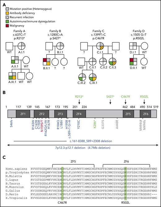 Genetics and pedigrees of families with IKZF1 mutations. (A) Segregation of the IKZF1 mutations and clinical and immunological phenotypes. Squares and circles indicate male and female family members, respectively. Question mark indicates an unscreened individual. (B) Schematic presentation of the structure of IKAROS isoform 1 (NM_006060). Dark gray indicates ZFs, and arrows indicate the site of the mutations. Numbers indicate amino acid location. Previously reported germline IKAROS mutations in CVID or CID patients are indicated below the domain. Blue color indicates haploinsufficient mutations (DNA binding–defective mutations and loss of 1 IKZF1 allele); DN mutations are shown in red; dimerization defective–mutations are shown in green; and gray color indicates the variants whose functions are unclear. (C) Sequence conservation of ZF5 and ZF6 in IKAROS. The mutated amino acid sites found in families C and D (C467 and R502, respectively) are enclosed in the green box.