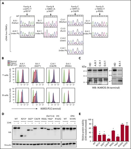 IKAROS transcripts and protein expression in patients. (A) The chromatograms show the sequence of the indicated heterozygous mutation in complementary DNA prepared from peripheral blood mononuclear cells (PBMCs). WT indicates WT of IKAROS’ reference sequence. Arrows indicate the sites of mutations. (B) IKAROS protein expression levels were tested in T and B cells from PBMCs from index patients and a paired HD control. (C) IKAROS expression in nuclear extracts of T-cell blasts. Triangles indicate R213* and S427* mutant proteins. The lower blots were overexposed to visualize the low levels of truncated IKAROS protein (R213* and S427*). Data are representative of 2 independent experiments. (D-E) HEK293T cells were transfected with a vector expressing IKAROS WT or mutant. After 24 hours, cells were treated with cycloheximide (CHX; 20 μg/mL) for an additional 24 hours. (D) Whole-cell lysates were prepared and analyzed by immunoblot analysis using hemagglutinin (HA) antibodies to test IKAROS expression. Vinculin was used as a loading control. (E) The relative IKAROS protein stability was calculated by dividing the CHX-treated sample by the untreated sample (×100) after normalization with vinculin to show the remaining protein amount after CHX treatment. Data are mean ± standard error of the mean of 3 or 4 independent experiments. Data (WT vs each mutant) were analyzed using GraphPad Prism software. *P < .05, unpaired Student t test.