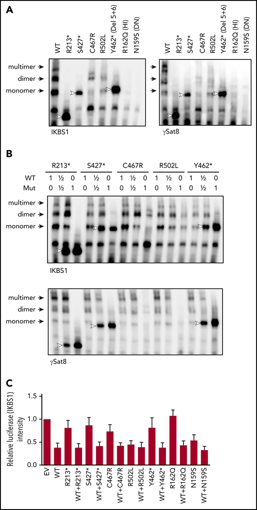DNA binding and transcription activity of the mutant IKAROS protein. (A-B) EMSAs were performed using nuclear extracts from HEK293T cells transfected with the indicated IKAROS mutation alone (A) or together with WT IKAROS (B). Numbers indicate the ratio of WT and mutant IKAROS DNA used for the cotransfection. The nuclear extracts were allowed to bind to 2 IKAROS probes: IK-bs1, an IKAROS consensus binding sequence, and γ-Sat 8, a sequence from the pericentromeric region of human chromosome 8. IKAROS-containing complexes are indicated with arrows. Triangles indicate mutant IKAROS protein binding to the DNA as a monomer. Data are representative of 3 independent experiments. (C) Four repeats of IKBS1 were inserted into the pGL4.11 vector (pGL4.11-IKBS1) and cotransfected with pcDNA3-HA IKAROS WT or mutants and pRL-TK (Renilla luciferase) as indicated. Twenty hours later, cells were lysed, and luciferase activity was measured using the Dual-Luciferase Reporter Assay System. Firefly luciferase activity was normalized to Renilla luciferase activity, and the results were normalized to the empty vector (EV) control. Each experiment was carried out in duplicate. Data are mean ± standard error of the mean from 3 independent experiments.