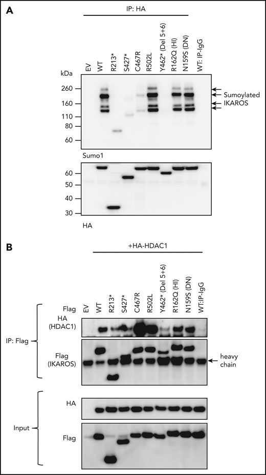 Sumoylation and HDAC1 binding of IKAROS WT and mutant proteins. (A) HEK293T cells were cotransfected with GFP-sumo1 and hemagglutinin (HA)-tagged IKAROS WT or mutant. Protein extracts were immunoprecipitated with anti-HA antibodies and probed with anti-Sumo1 antibodies to see the sumoylation, as well as with anti-HA antibodies to see the immunoprecipitated IKAROS. Arrows near 100 to 200 kDa indicate single or multiple sumoylated IKAROS protein. (B) HEK293T cells were cotransfected with Flag-tagged IKAROS WT or mutant and HA-tagged HDAC1. Protein lysates were immunoprecipitated with antibodies to the Flag epitope. Western blot analysis of the immunoprecipitation (IP) samples with anti-HA (for HDAC1) and anti-Flag (for IKAROS) antibodies is shown. Five percent of the total volume of the whole-cellular lysates used for IP reactions was loaded as input controls. Data shown are representative of 3 independent experiments.