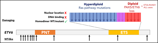 Schematic representation of the distribution and characteristics of the ALL-associated ETV6 germline variants. Each arrow represents a genetic variant: in black, WT-like germline variants; in blue, damaging germline variants associated with hyperdiploid status; in red, with diploid status; and in purple, common to both.