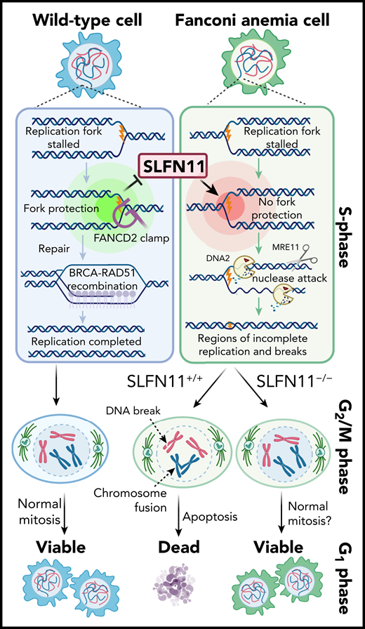 FA cells are deficient in fork protection, which leads to SLFN11-mediated DNA damage and death. During DNA synthesis (S-phase) in wild-type cells, DNA replication forks can be stalled by ICLs or other DNA damage (yellow lightning bolt). In wild-type cells, fork protection is activated by the Fanconi pathway. This includes 2 key steps: formation of a FANCD2 DNA clamp adjacent to the damaged DNA that activates repair, and BRCA-RAD51–mediated recombination that restarts DNA replication. In FA cells, this fork protection is absent. Instead, aberrant RAD51 promotes nuclease attack by DNA2 and MRE11 nucleases. SLFN11 is normally regulated as part of fork protection, but it activates the RAD51-DNA2-MRE11 destruction of forks in Fanconi cells and triggers their G2/M arrest and/or death. Consequently, SLFN11 deletion in Fanconi cells restores normal mitoses and wild-type levels of viability after DNA damage. Figure created with Biorender.com.