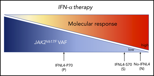 The IFN-α therapy induces an MR on JAK2V617F PV patients according to the IFNL4 functional status: very high MR for N: no IFNL4 and S: IFNL4-S70 and less MR for P: IFNL4-P70.