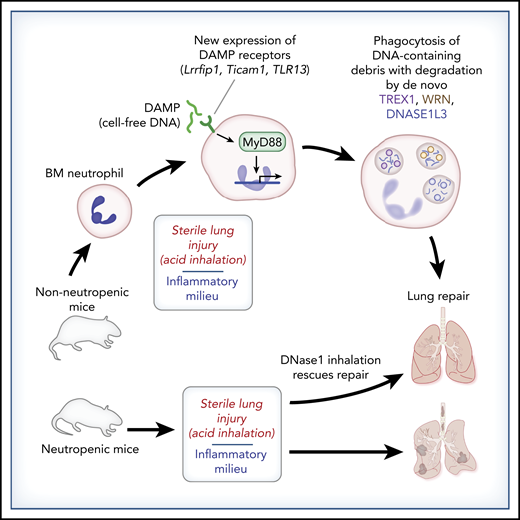 Neutrophil clean-up in experimental acute sterile lung injury: de novo DNA degradation leads to lung repair. Bone marrow–derived neutrophils (BM neutrophils) lack the ability to degrade DNA-containing debris. However, alveolar neutrophils acquire this ability following exposure to an inflammatory milieu. Oved et al demonstrate that sterile acute lung injury following acid inhalation induces de novo expression of DNA-sensing DAMP receptors, MyD88-dependent transcription, and protein synthesis of DNA-degradative factors (TREX1, WRN, DNASE1L3), leading to clearance of DNA-containing debris that otherwise hinders lung recovery. Neutropenic mice do not clear DNA-containing lung debris in this model, leading to failed lung repair, but tracheal treatment with DNase I rescues the lung repair phenotype.